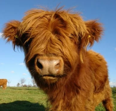 Worocky Highland Cow Plush Toy